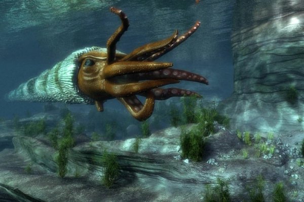 Kraken 4